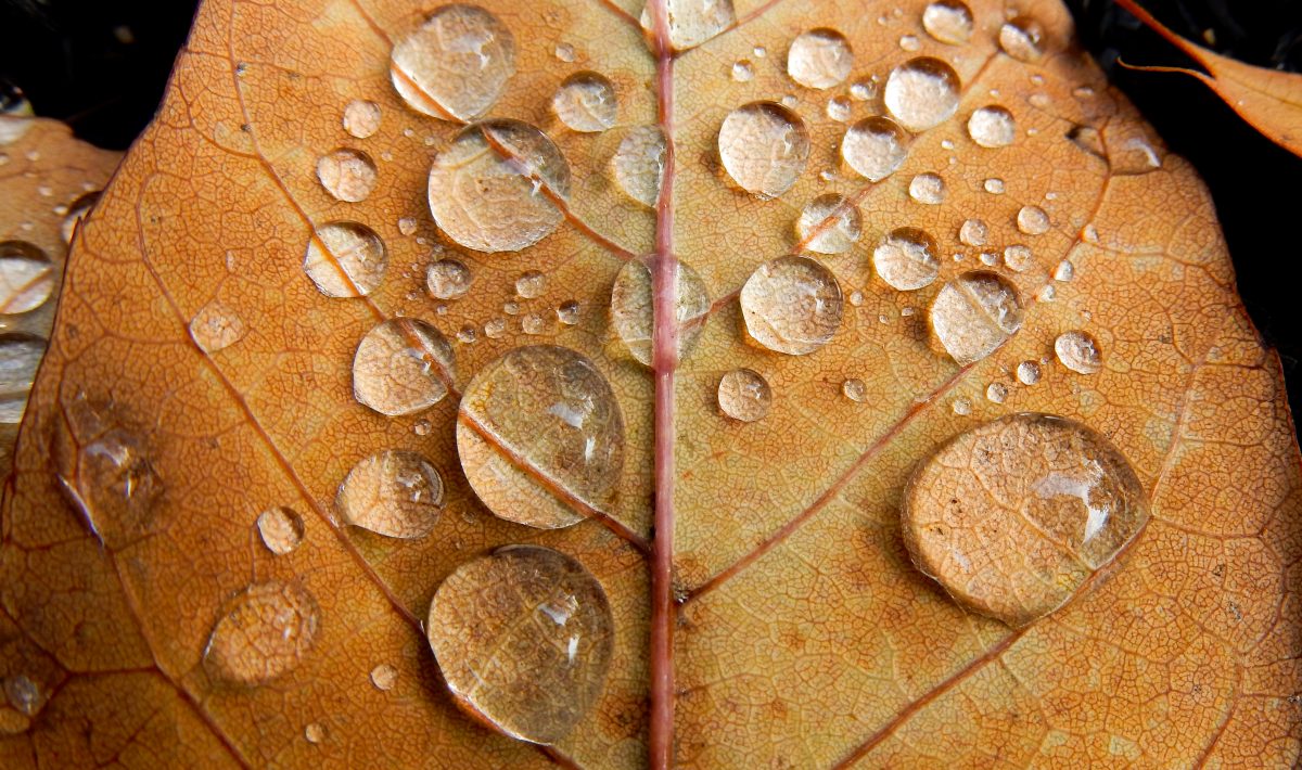Gros plan d'une feuille forte, orangée, avec plusieurs gouttese d'eau dessus.