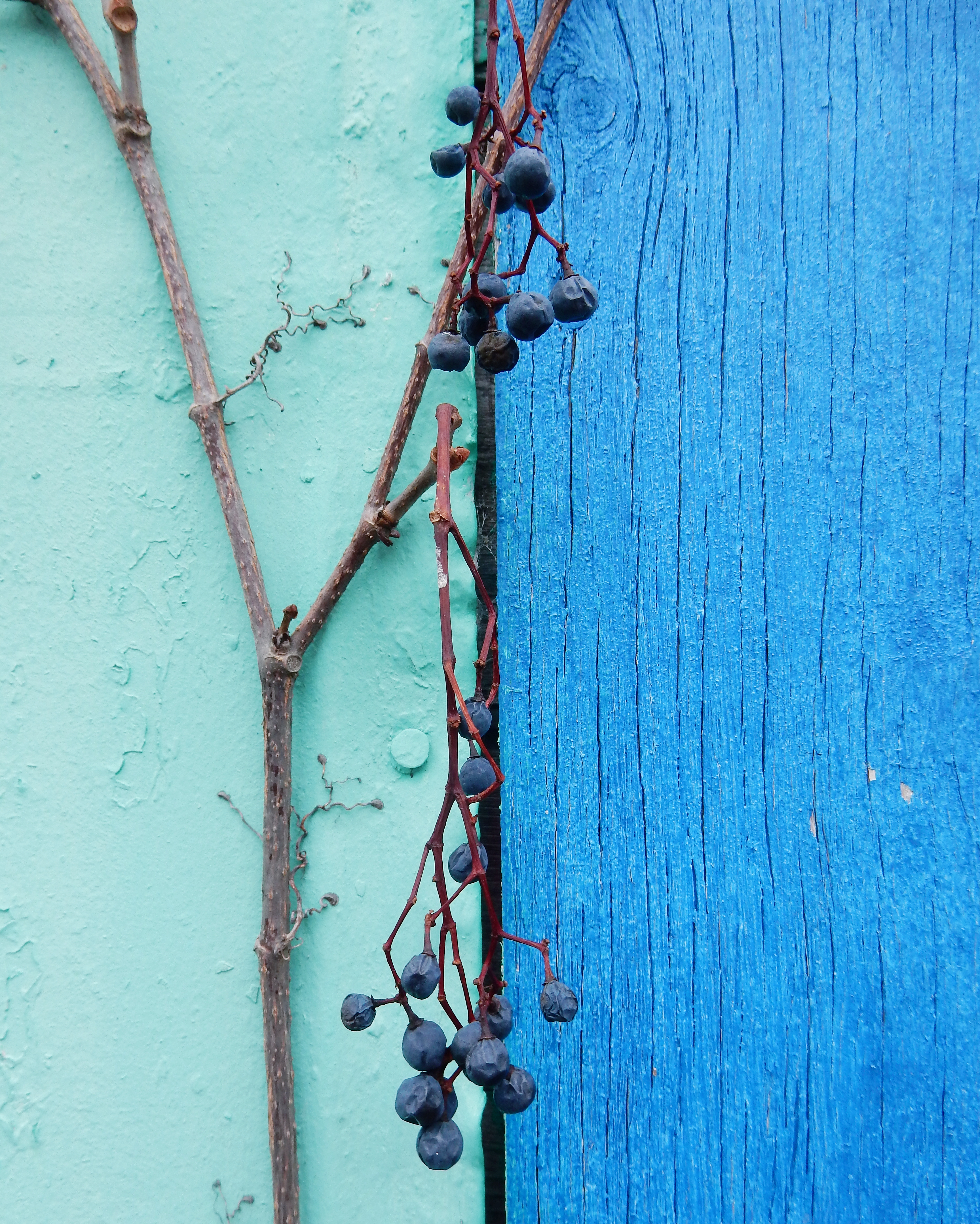 Mur turquoise du côté gauche, bleu électrique à droite. Il y a une ligne noire qui sépare les deux côté. En avant-plan, il y a une branche de vigne avec des raisins bleus desséchés.